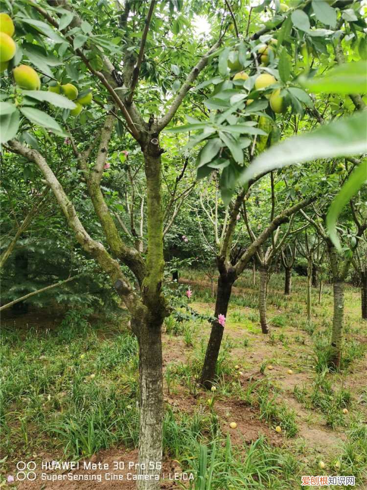 李子树能嫁接桃树 李子树可以嫁接桃树吗