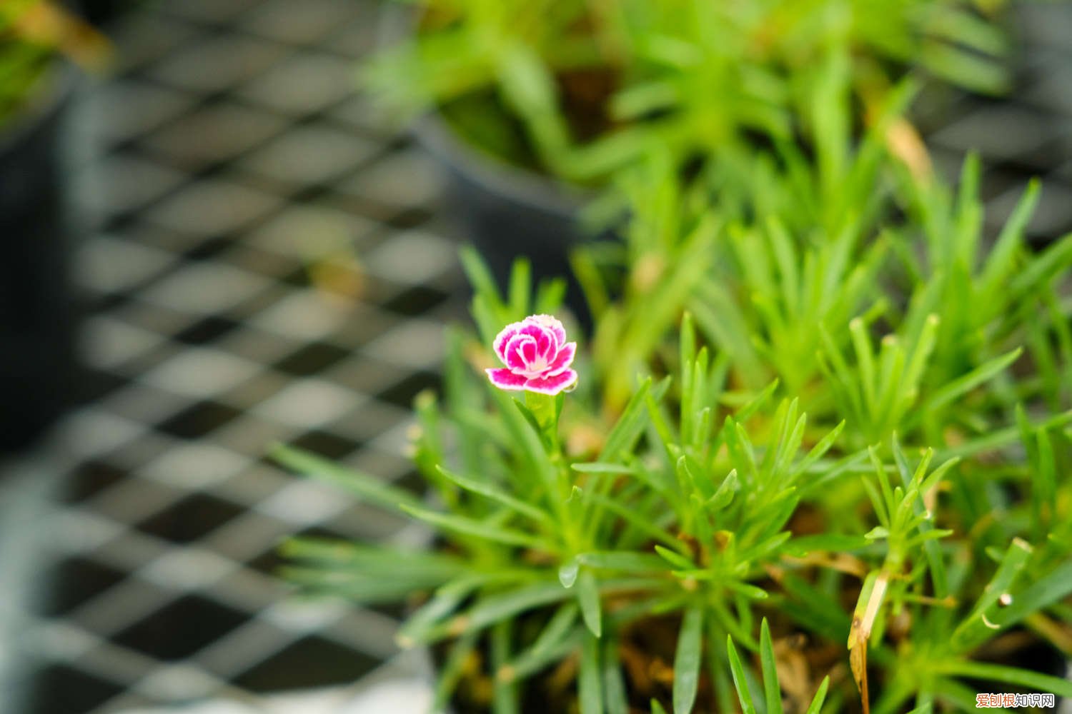 康乃馨插扦没根能活吗 康乃馨插扦没根能活吗