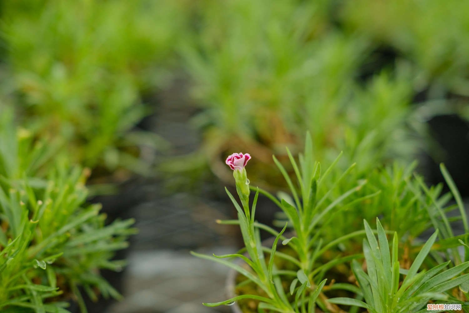 康乃馨插扦没根能活吗 康乃馨插扦没根能活吗
