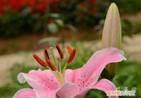 野百合的养殖方法有哪些 野百合的养殖方法