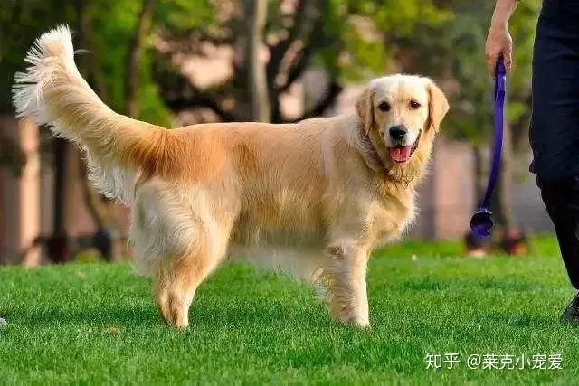 狗的养护方法有哪些,宠物养护:狗狗的养护小常识1