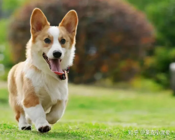 狗的养护方法有哪些,宠物养护:狗狗的养护小常识1