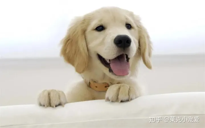 狗的养护方法有哪些,宠物养护:狗狗的养护小常识1