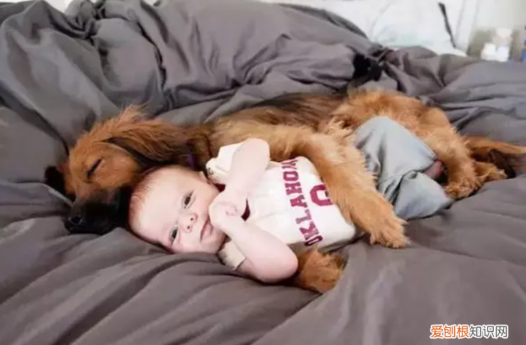 作为一个铲屎官，小小“铲屎官”越来越多，儿童该如何与宠物安全相处？