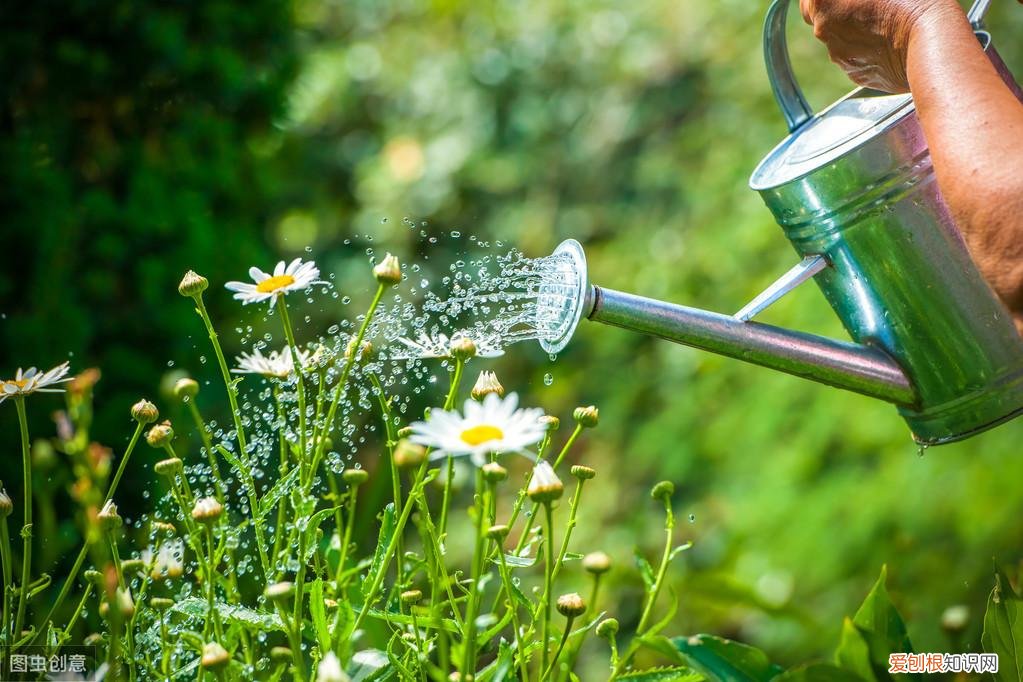 养花浇水小技巧，养花种草浇水最关键，做好这三个方面，花开爆满，叶子绿油油
