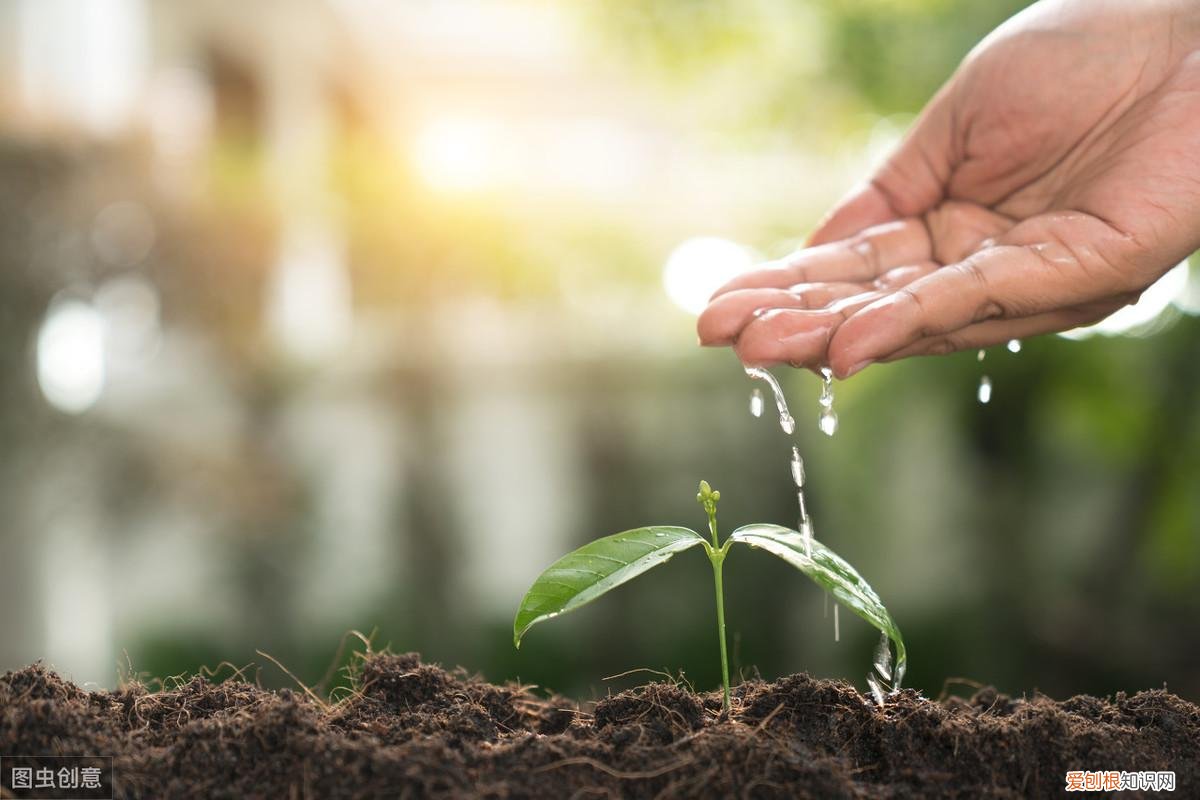 养花浇水小技巧，养花种草浇水最关键，做好这三个方面，花开爆满，叶子绿油油