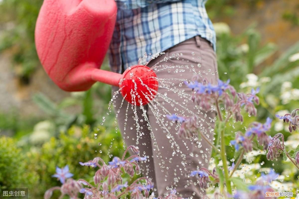 养花浇水小技巧，养花种草浇水最关键，做好这三个方面，花开爆满，叶子绿油油