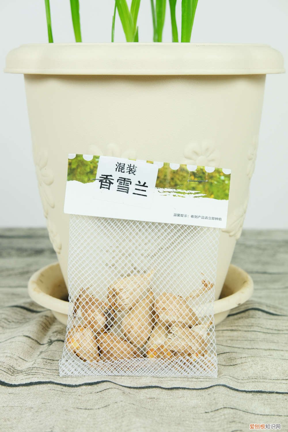 香雪兰种球的保存方法 香雪兰球根保存时间