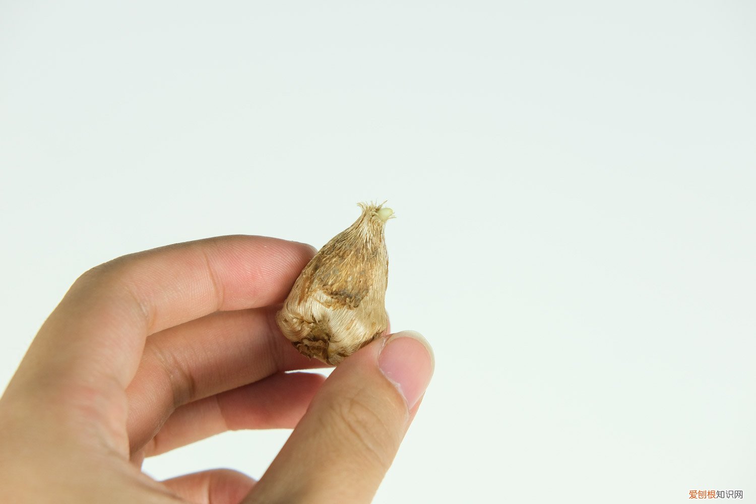 香雪兰水培怎样放肥料 香雪兰水培怎样放