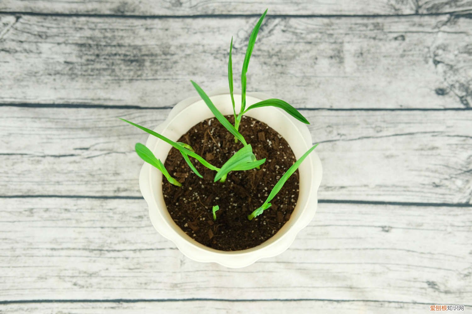 香雪兰可以剪叶子吗 香雪兰可以剪叶子吗