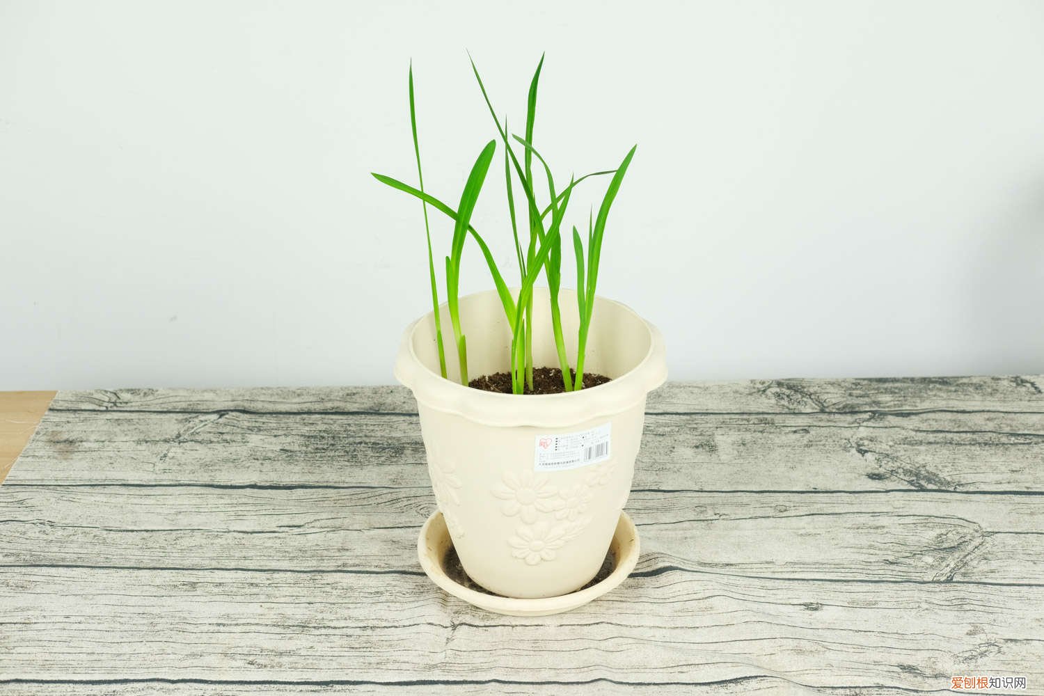 香雪兰可以剪叶子吗 香雪兰可以剪叶子吗