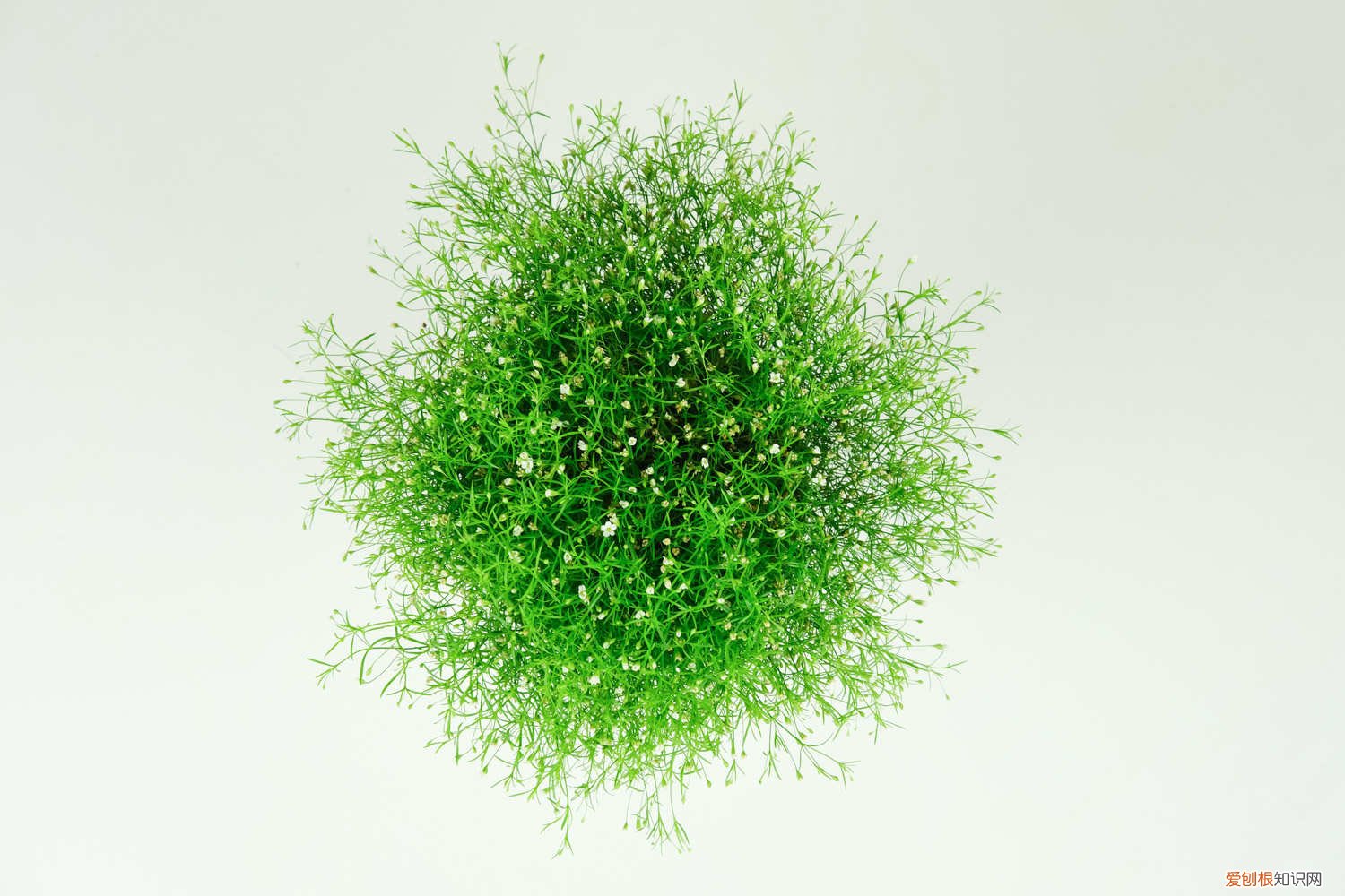 满天星几月份种 满天星什么时候种