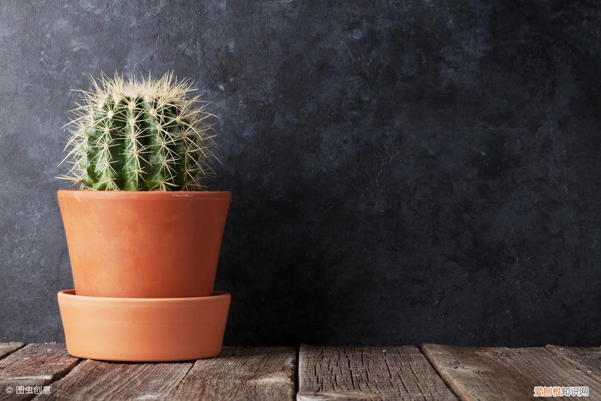 放假宠物怎么办,宠物假期危险-以及如何保持安全!