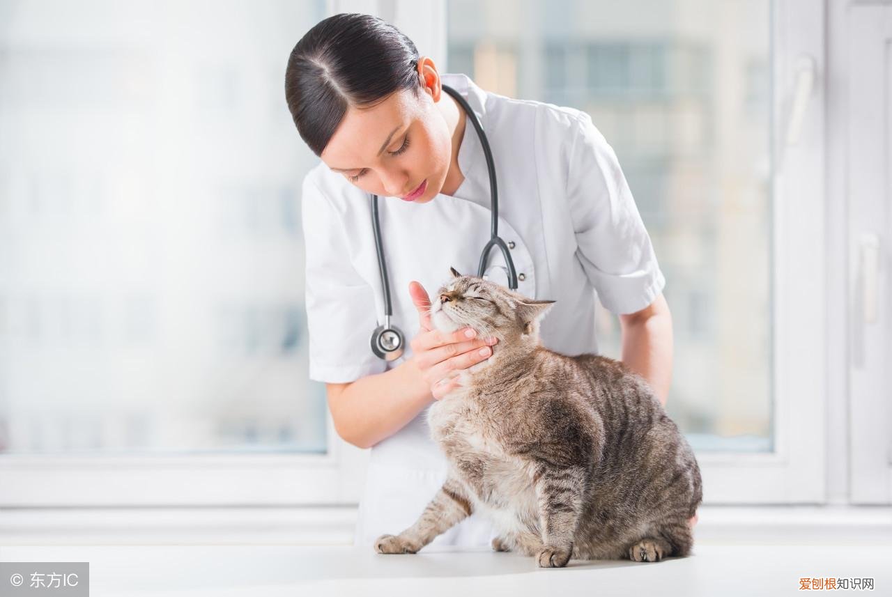 放假宠物怎么办,宠物假期危险-以及如何保持安全!