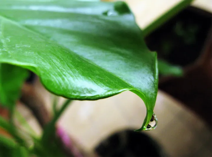 喜欢养花种草的人，为什么养花种草也要戴手套？