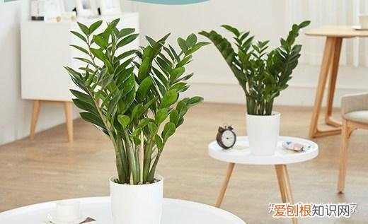 为什么有的人养不好花,为什么养花的人多了?养花的好处你想不到,这4点是最直接证明