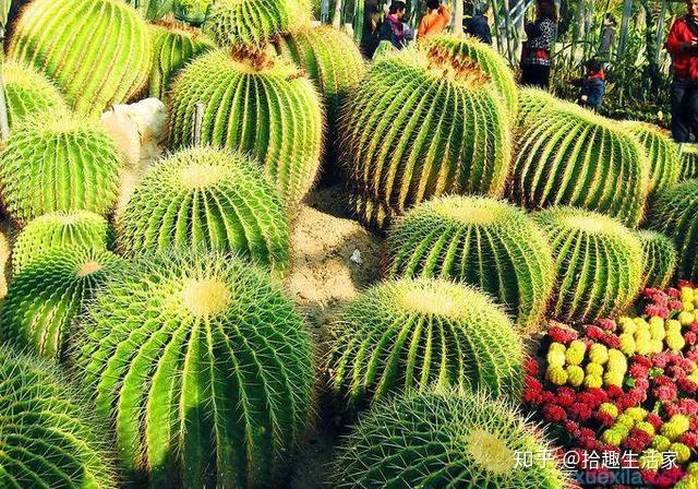 为什么有的人养不好花,为什么养花的人多了?养花的好处你想不到,这4点是最直接证明