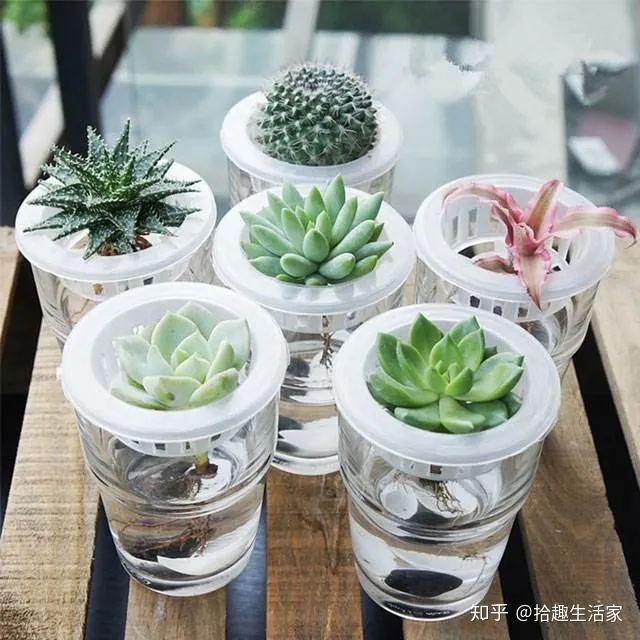 为什么有的人养不好花,为什么养花的人多了?养花的好处你想不到,这4点是最直接证明