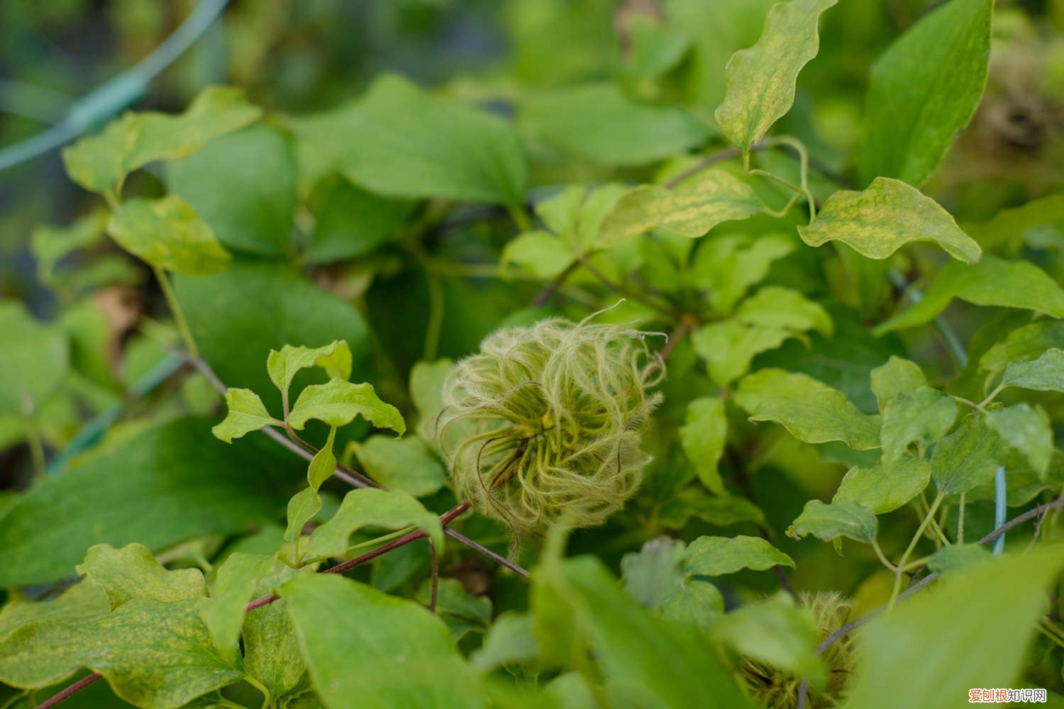 铁线莲冬天要修剪吗 铁线莲怎么修剪越冬