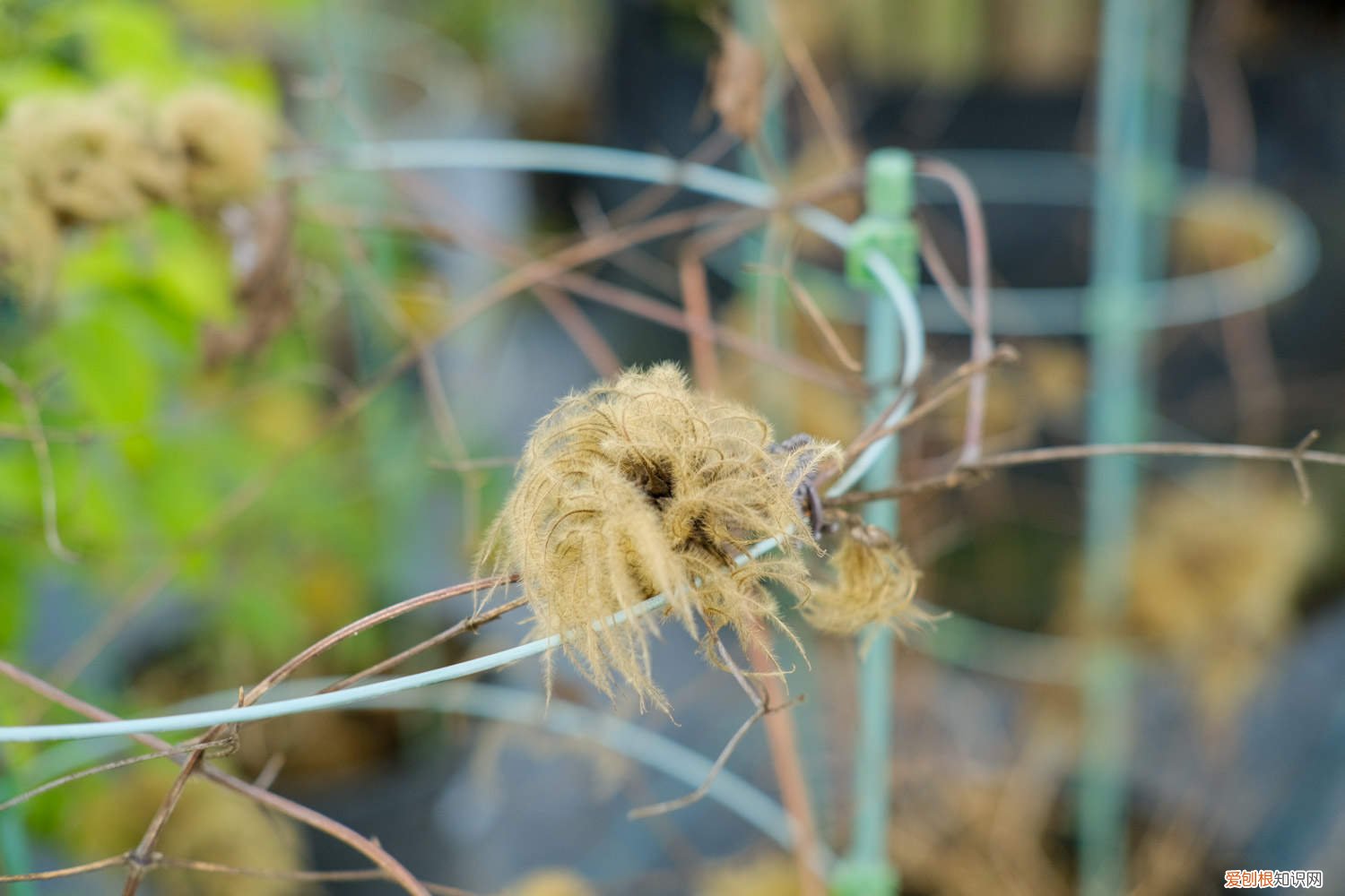 铁线莲冬天要修剪吗 铁线莲怎么修剪越冬