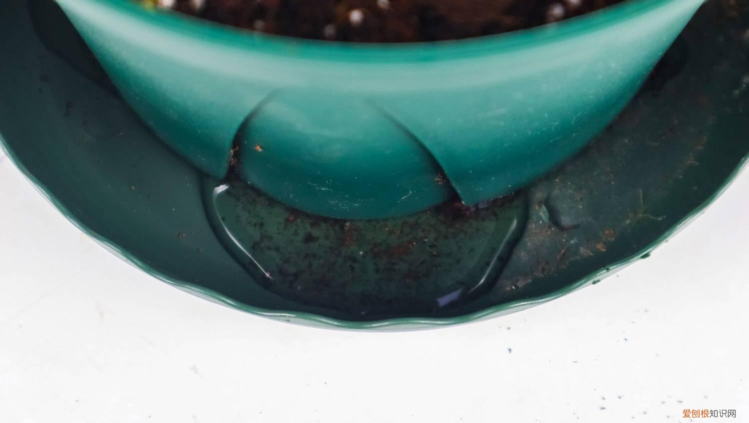 铁线莲何时修剪 铁线莲什么时候修剪