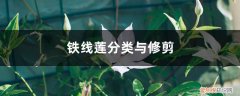 铁线莲三类修剪 铁线莲分类与修剪
