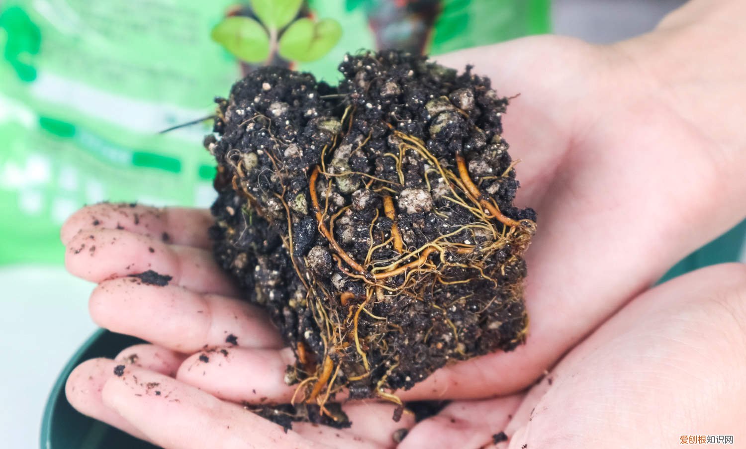 扦插铁线莲如何移栽成活率高 扦插铁线莲如何移栽