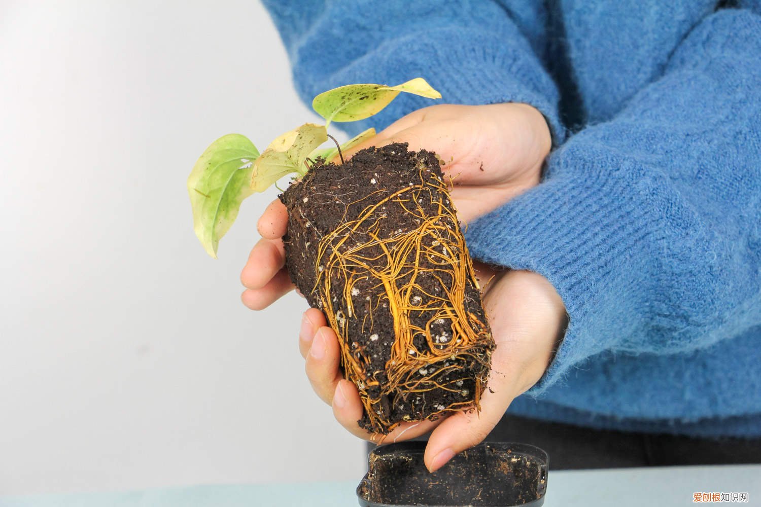 扦插铁线莲如何移栽成活率高 扦插铁线莲如何移栽