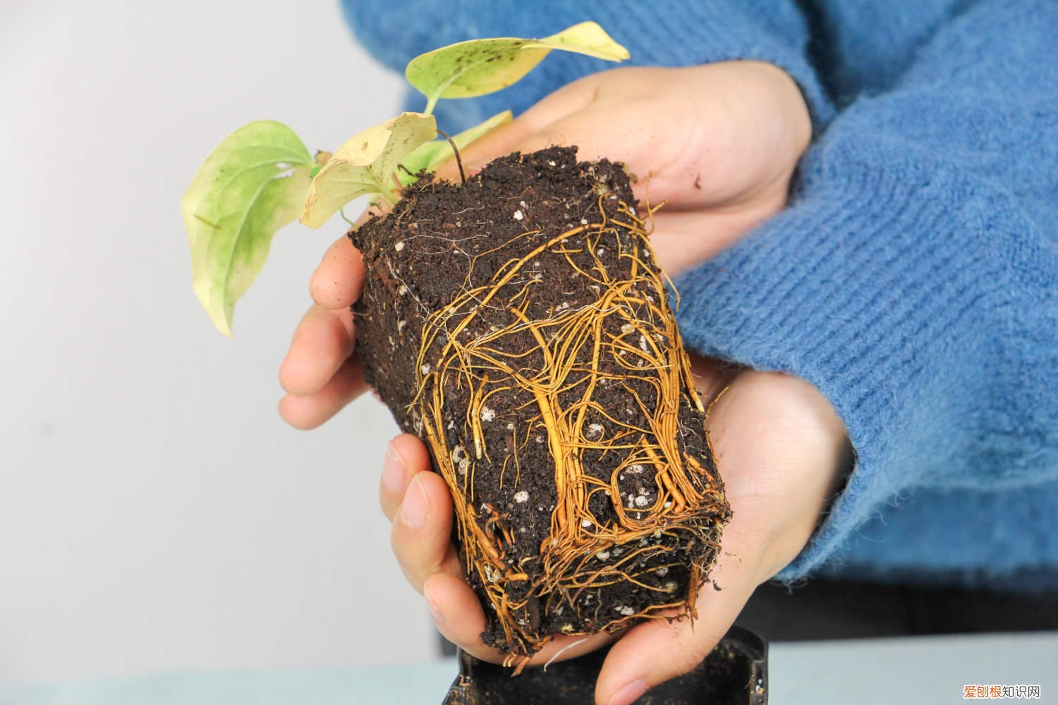 约瑟芬铁线莲冬天怎么修剪 铁线莲冬天怎么修剪