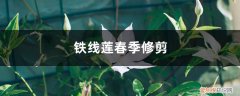 铁线莲春天修剪 铁线莲春季修剪
