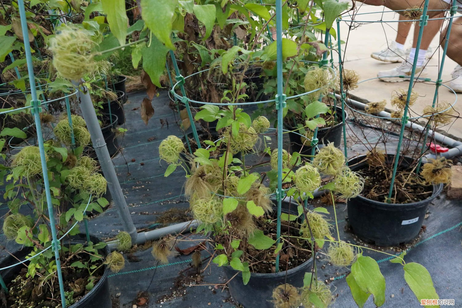 铁线莲春天修剪 铁线莲春季修剪