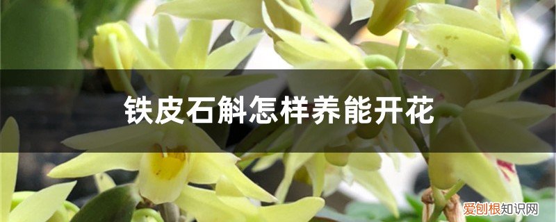 铁皮石斛怎样养能开花结果 铁皮石斛怎样养能开花