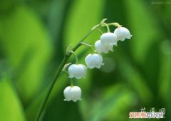 盆栽铃兰的养殖方法 铃兰的养殖方法和栽培技术