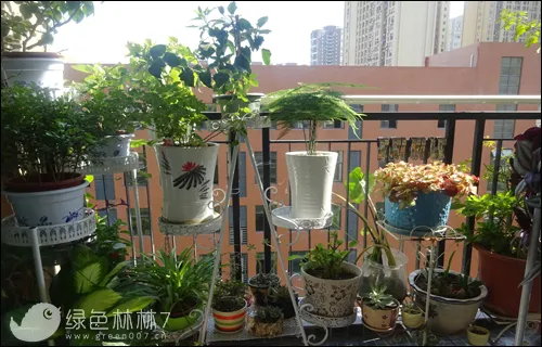 可以帮别人报警，帮别人报了很多次花园家庭 今年瞧瞧咱家的阳台