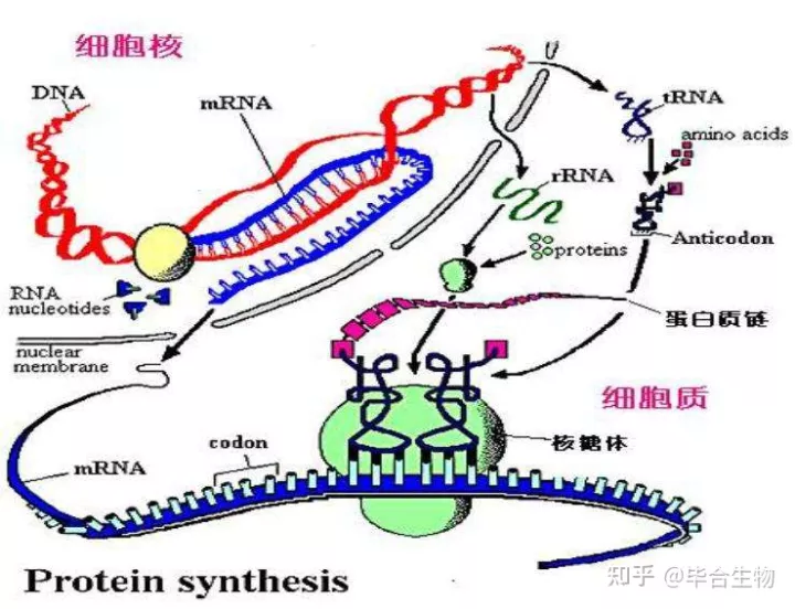 生物蛋白质和核，生物知识|核蛋白简介