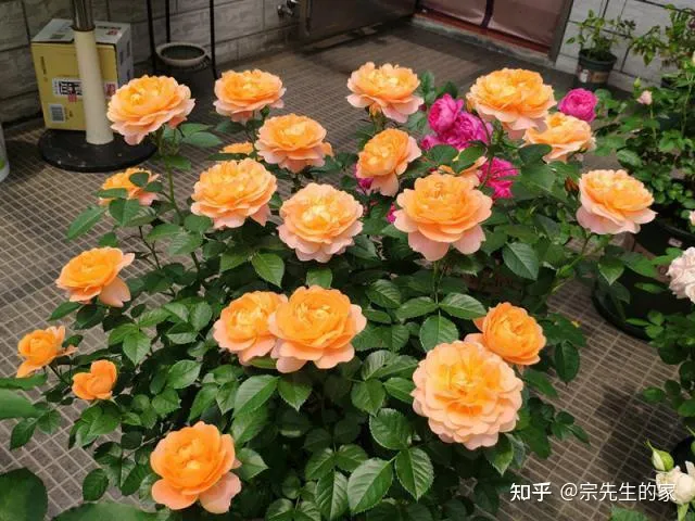 最好看好养的花,有哪些看着平淡无奇,养着养着就很惊艳的花?