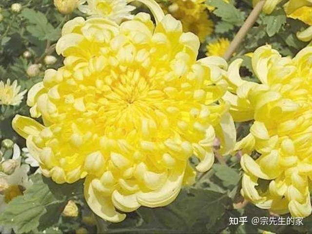 最好看好养的花,有哪些看着平淡无奇,养着养着就很惊艳的花?