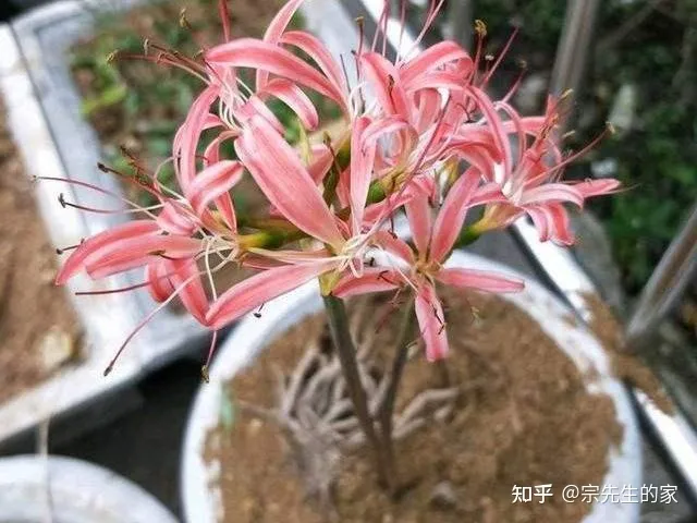 最好看好养的花,有哪些看着平淡无奇,养着养着就很惊艳的花?