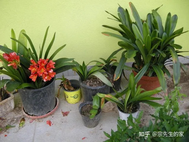 最好看好养的花,有哪些看着平淡无奇,养着养着就很惊艳的花?