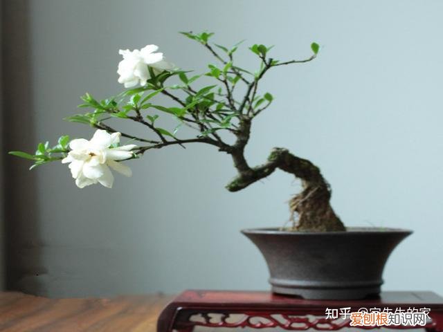 最好看好养的花,有哪些看着平淡无奇,养着养着就很惊艳的花?