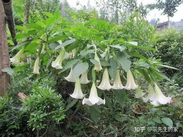 最好看好养的花,有哪些看着平淡无奇,养着养着就很惊艳的花?
