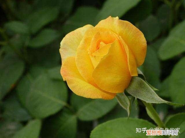 最好看好养的花,有哪些看着平淡无奇,养着养着就很惊艳的花?