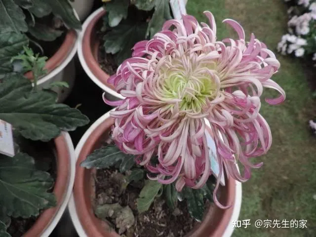 最好看好养的花,有哪些看着平淡无奇,养着养着就很惊艳的花?
