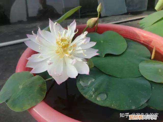 最好看好养的花,有哪些看着平淡无奇,养着养着就很惊艳的花?