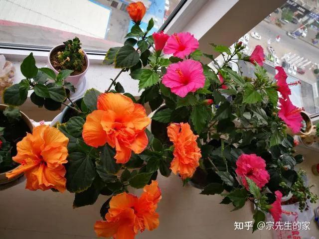最好看好养的花,有哪些看着平淡无奇,养着养着就很惊艳的花?