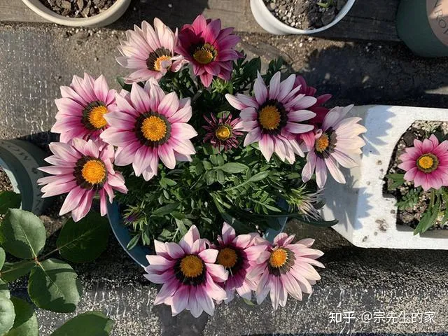 最好看好养的花,有哪些看着平淡无奇,养着养着就很惊艳的花?