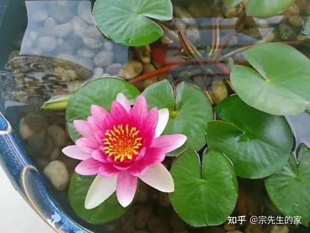 最好看好养的花,有哪些看着平淡无奇,养着养着就很惊艳的花?