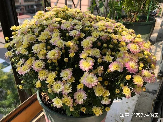 最好看好养的花,有哪些看着平淡无奇,养着养着就很惊艳的花?