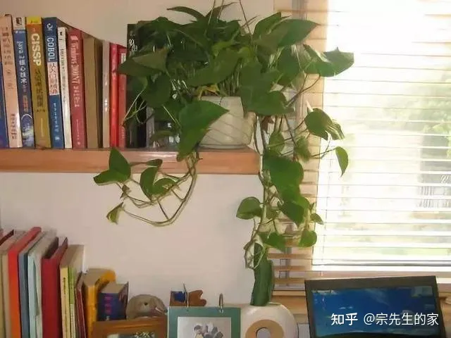 最好看好养的花,有哪些看着平淡无奇,养着养着就很惊艳的花?