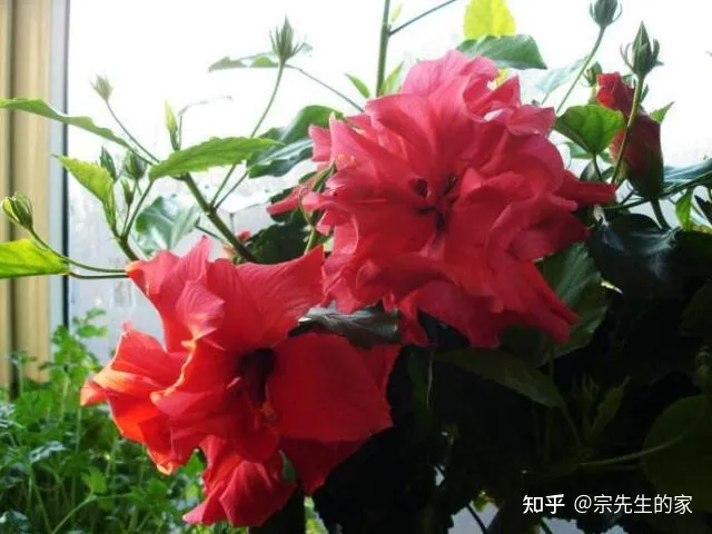 最好看好养的花,有哪些看着平淡无奇,养着养着就很惊艳的花?
